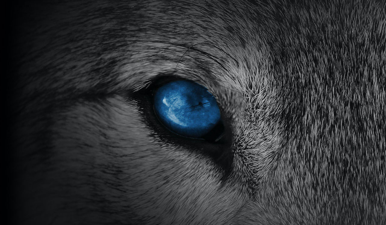 THE ARCTIC WOLF 2023 Cybersecurity Awareness Summit | Manchester Digital