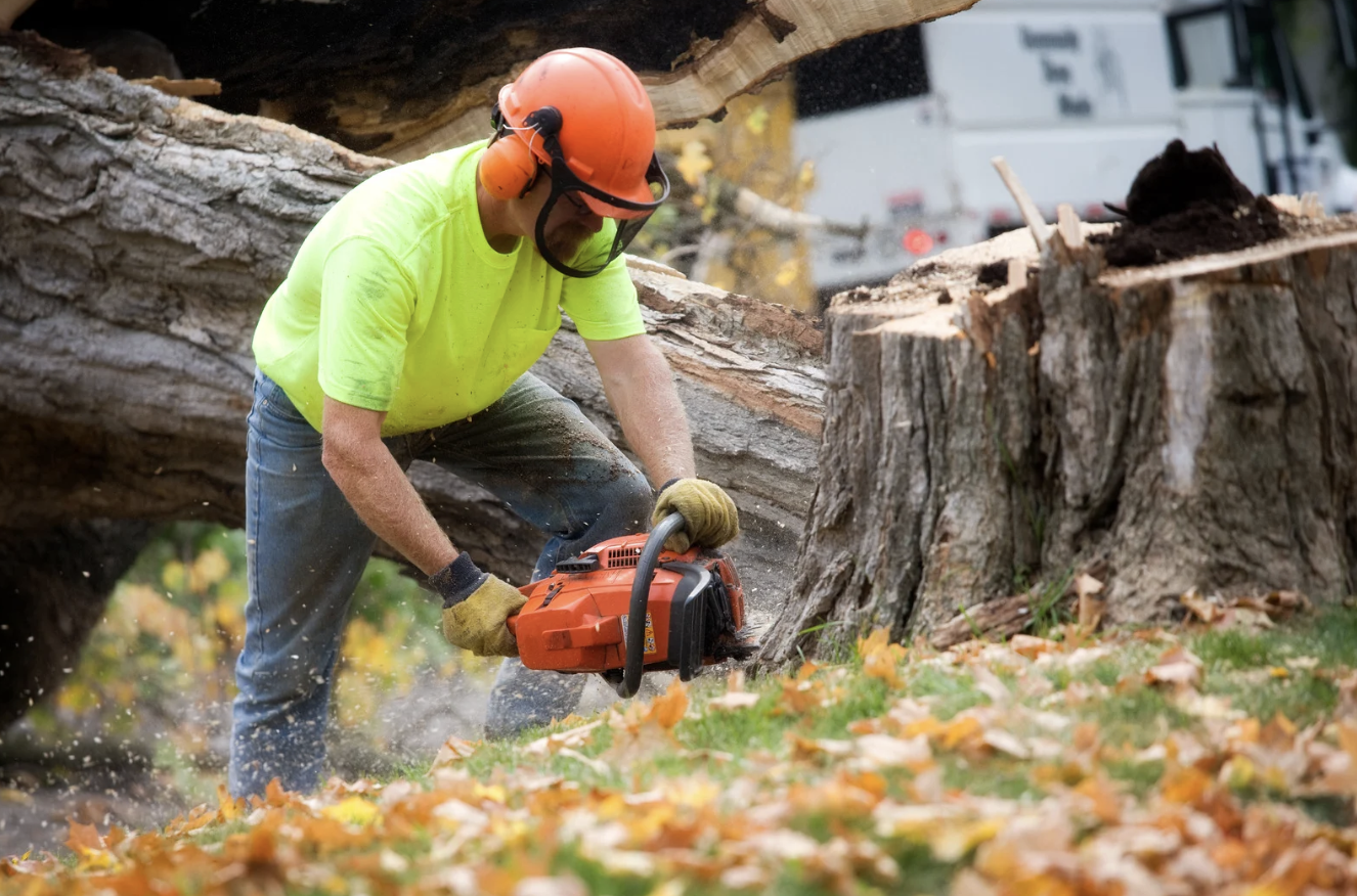 Best Tree Services in Brooksville