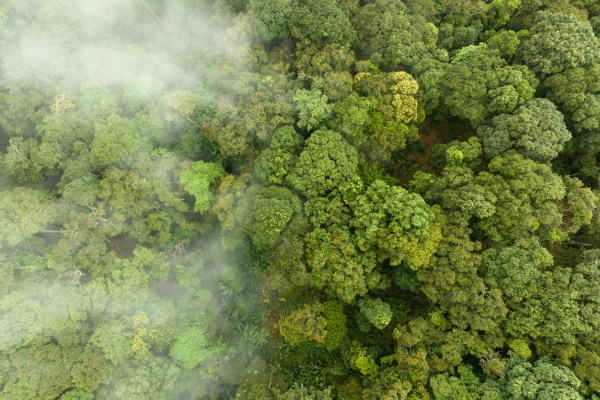 A forest from above