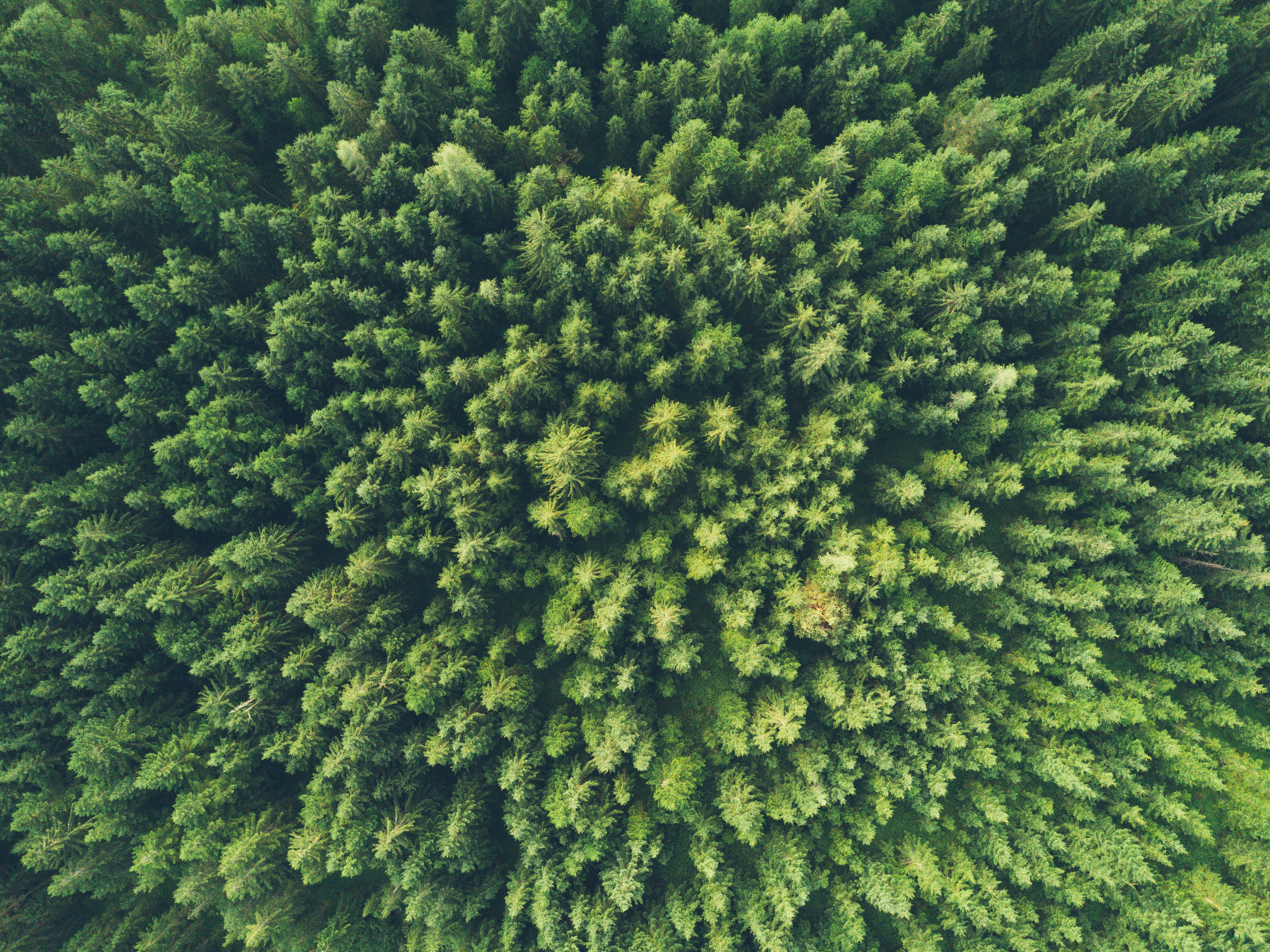 a forest shot from above